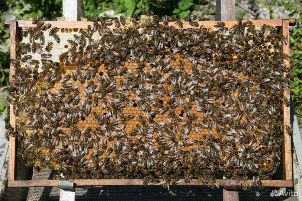 Пчелы- Пчелопакеты купить на Зозу.ру - фотография № 1