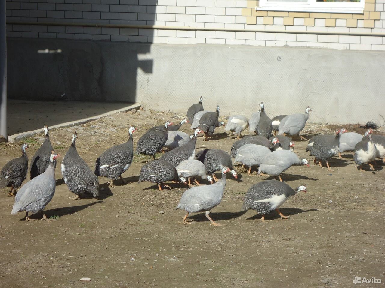 Цесарки и фазаны купить на Зозу.ру - фотография № 2