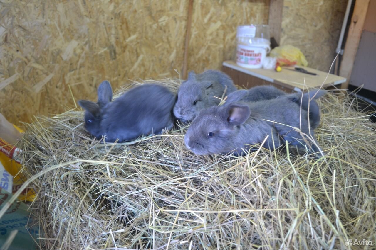 Купить кроликов в воронежской области. Купить кролики в Воронеже.
