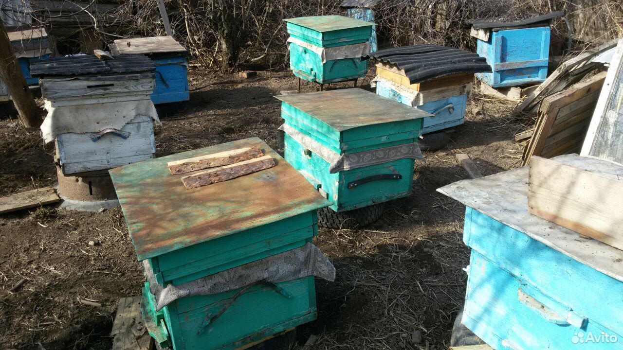Ульи с пчелами купить на Зозу.ру - фотография № 1