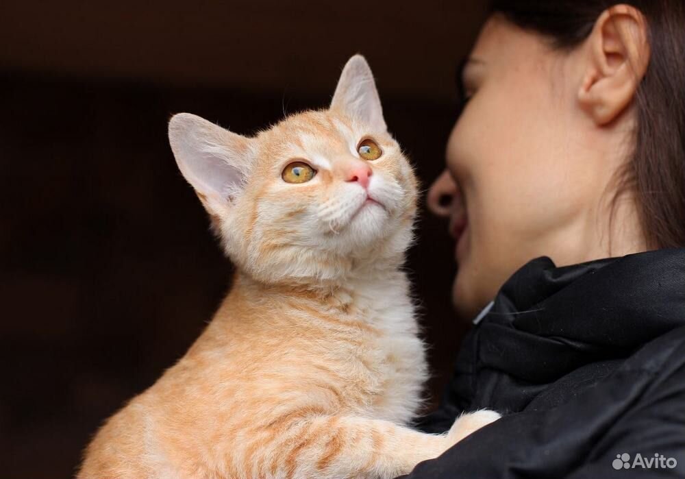 Весёлый, рыжий котенок в добрые руки купить на Зозу.ру - фотография № 3