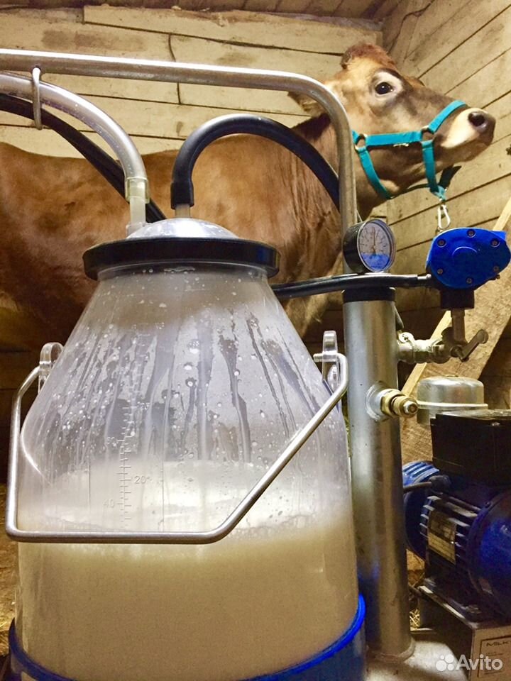 Коровье и козье молоко в г. Пушкино купить на Зозу.ру - фотография № 2