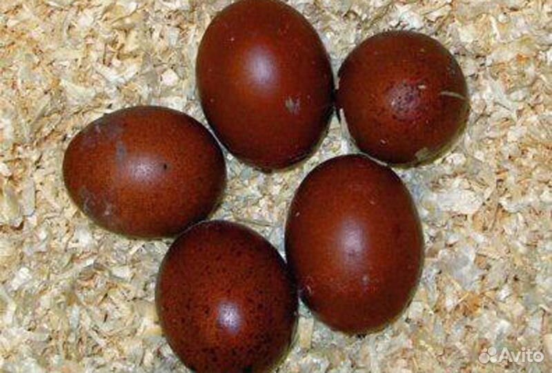 Инкубационное яйцо породистых кур купить на Зозу.ру - фотография № 2