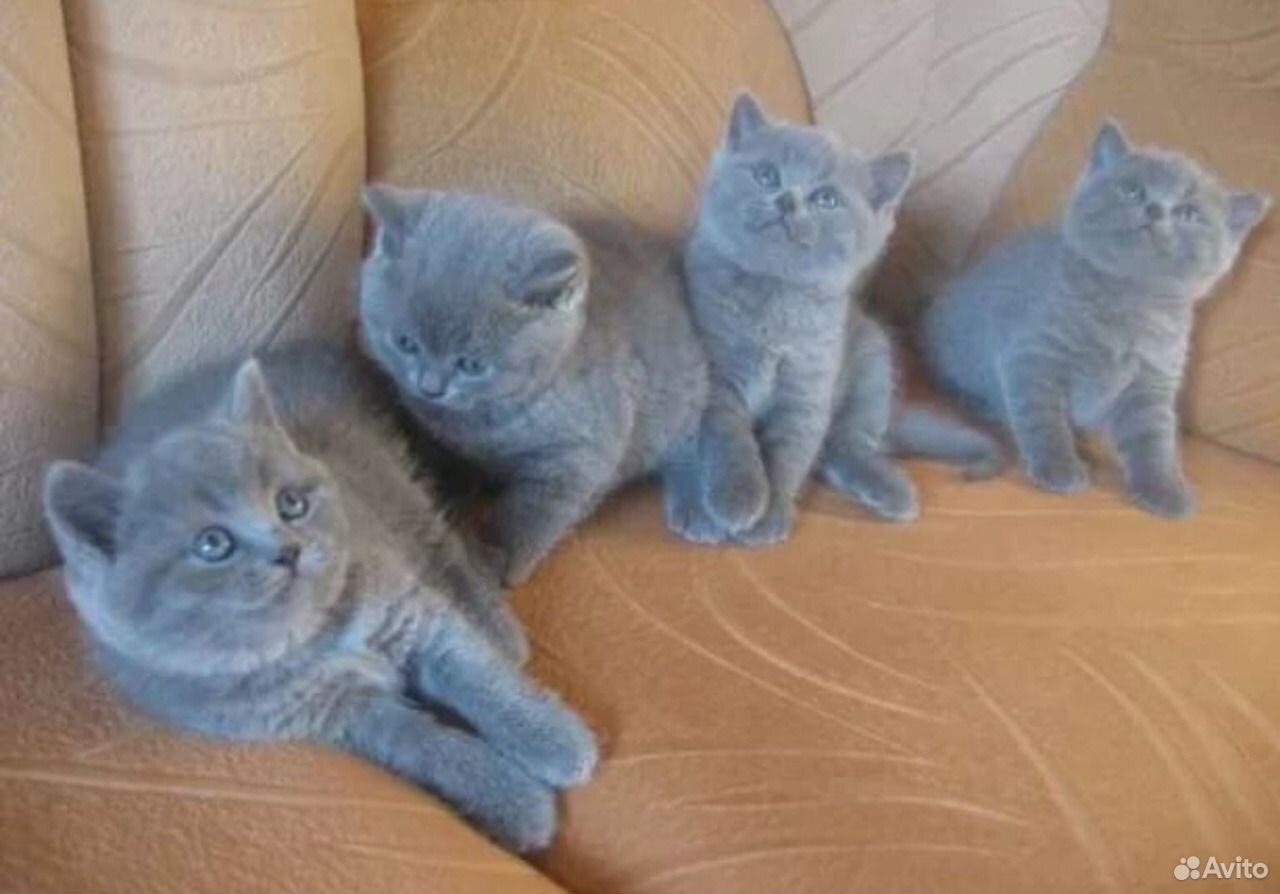 Голубые прямоухие британские котята метисы