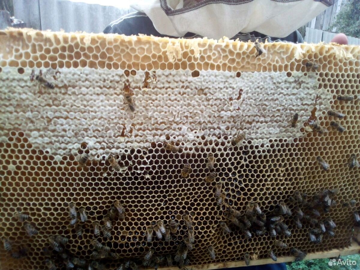 Мёд натуральный из Воронежской области урожай 2020 купить на Зозу.ру - фотография № 1
