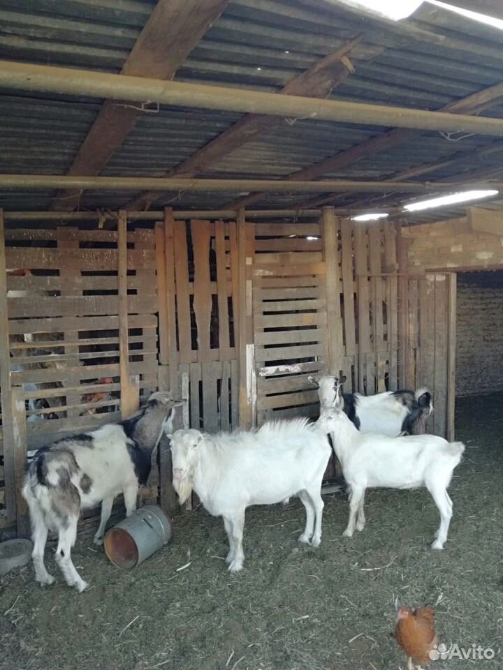 Коза с козлятами купить на Зозу.ру - фотография № 1