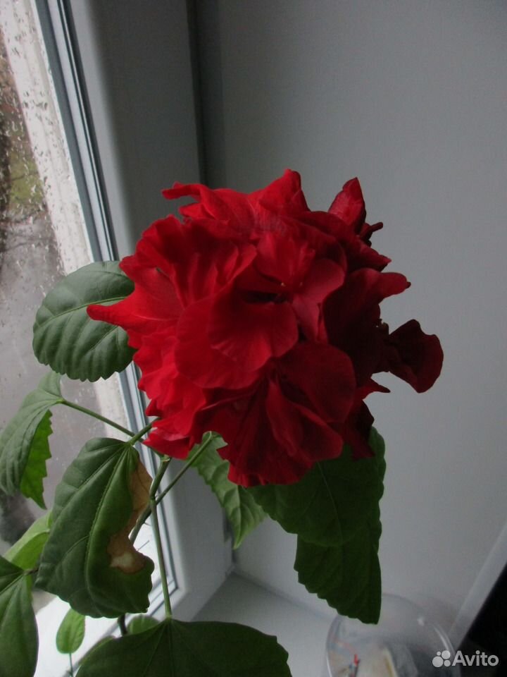 Гибискус (китайская роза), Каланхоэ(Каландива) купить на Зозу.ру - фотография № 1