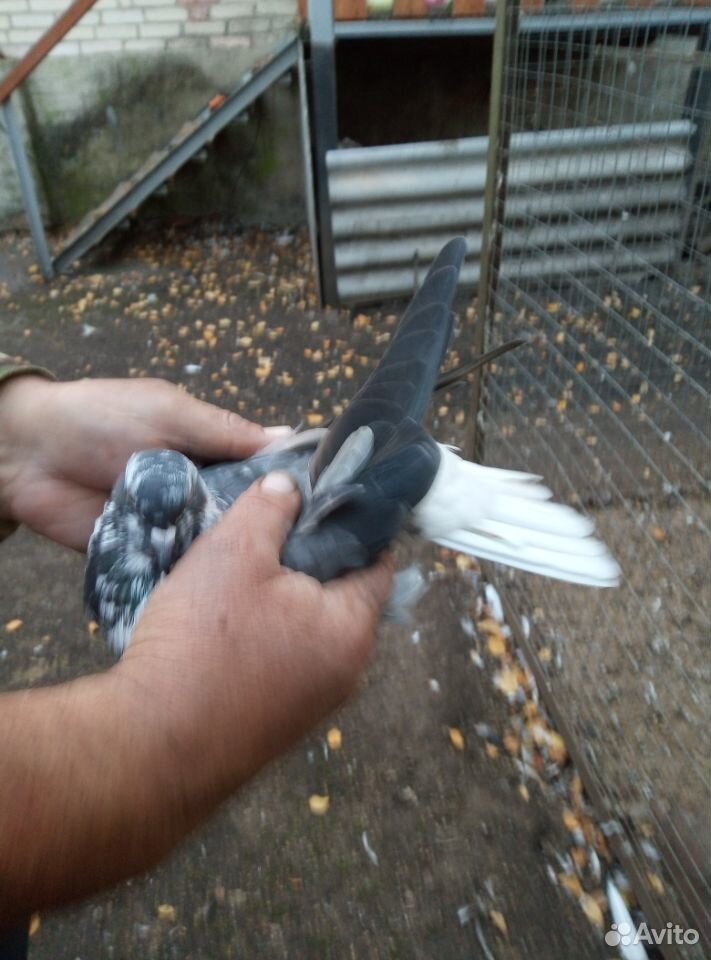 Продаются николаевские голуби купить на Зозу.ру - фотография № 7