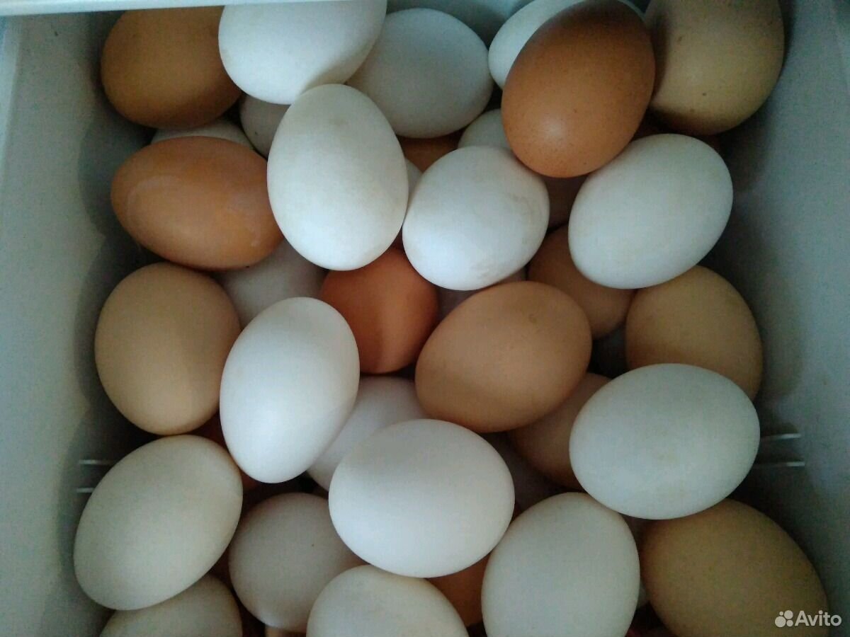 Яйца куриные, утиные, гусиные купить на Зозу.ру - фотография № 4