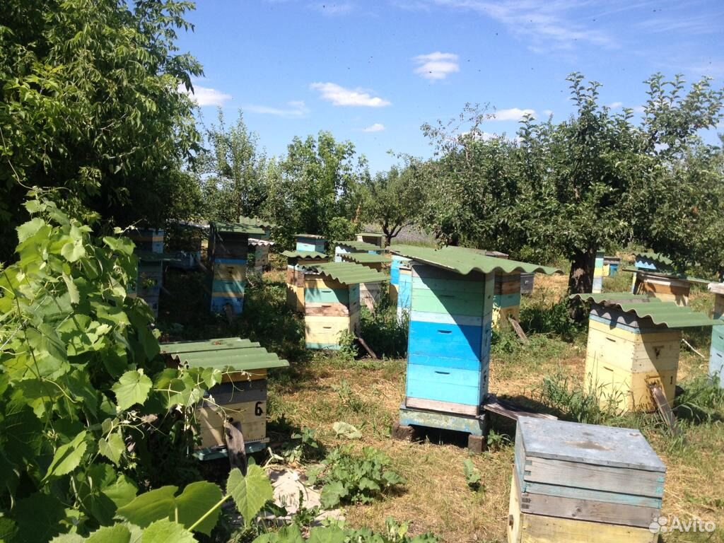 Пчелосемьи и пчелопакеты купить на Зозу.ру - фотография № 3