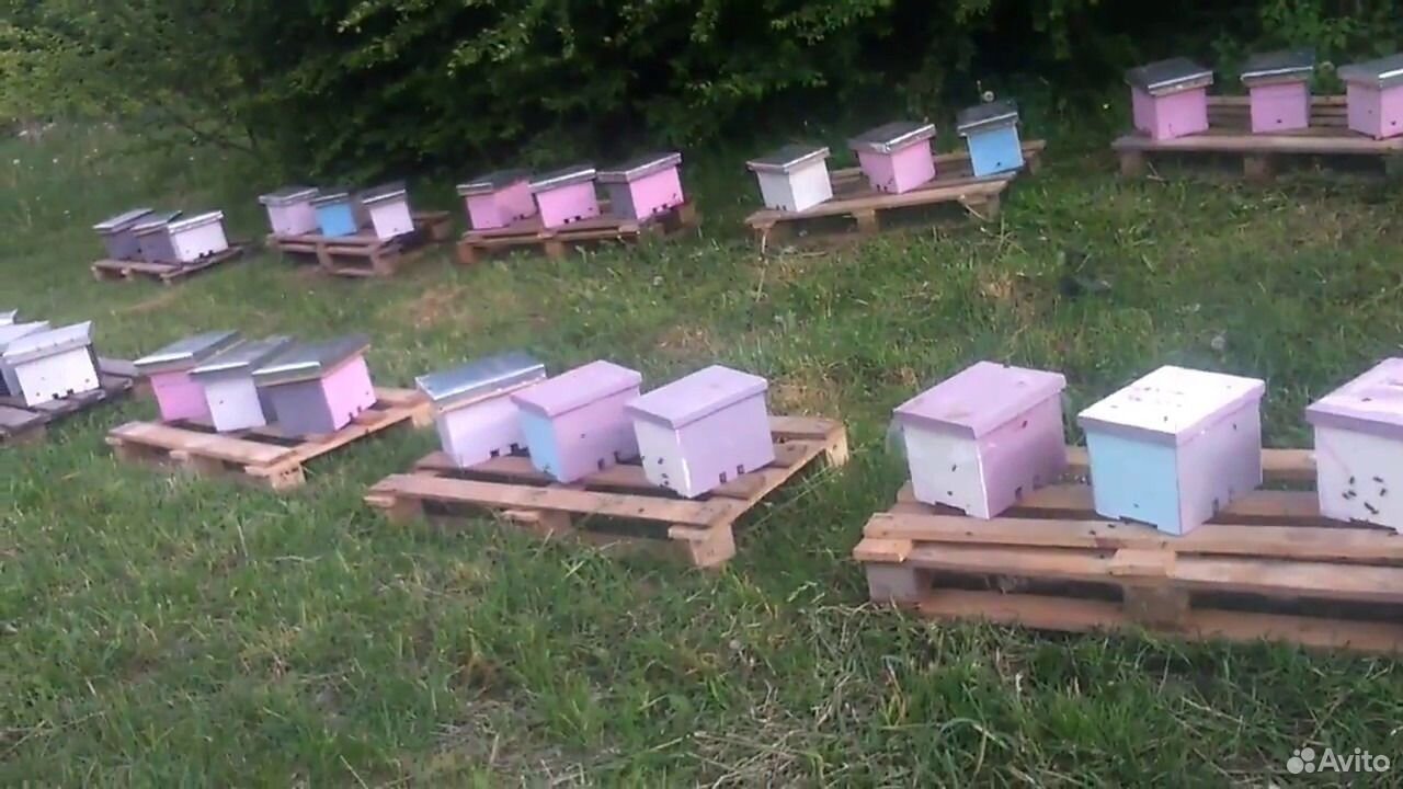 Продам маточники,плодные матки 2020 года.(пчелы) купить на Зозу.ру - фотография № 5