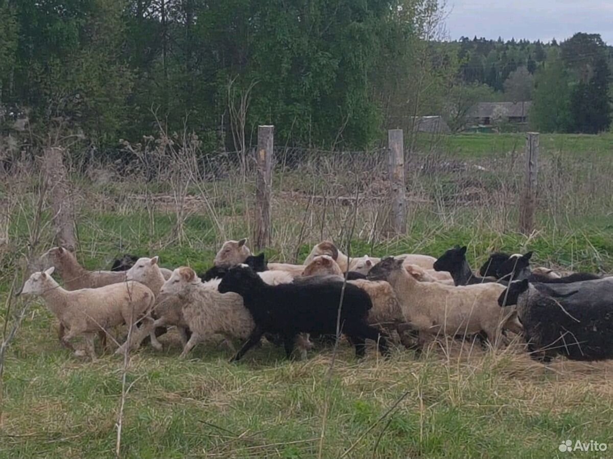 Барашки, овечки на курбан купить на Зозу.ру - фотография № 4
