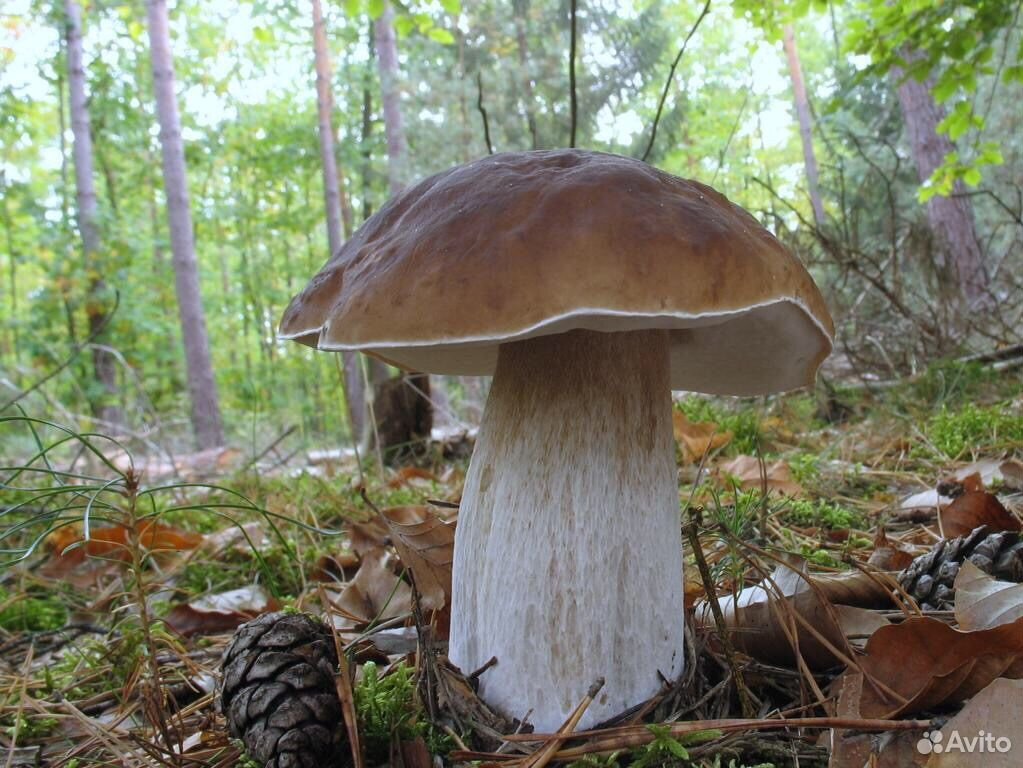 Сухие (сушеные) грибы отличного качества купить на Зозу.ру - фотография № 3