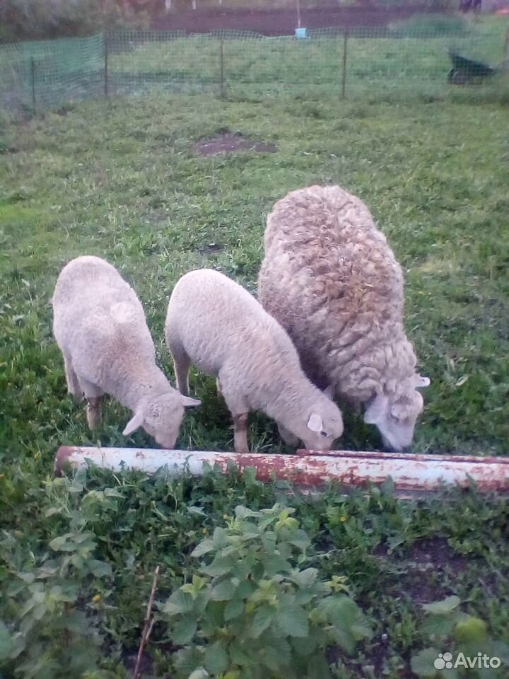 Овцы, баран купить на Зозу.ру - фотография № 3