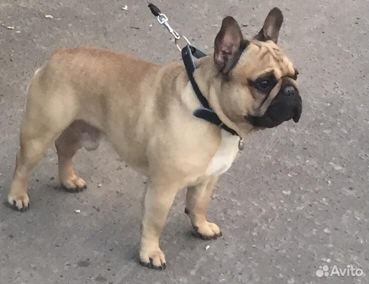 Карликовый доберман-пинчер рыжий. Ркф вязка. Акт осмотра помета ркф. Ркф вязка. Ркф вязка.