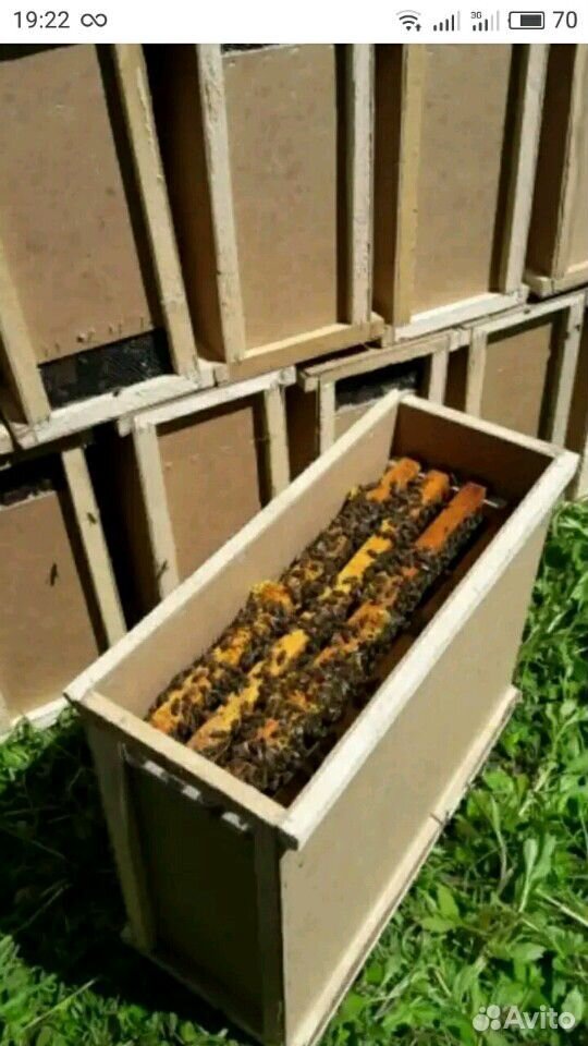 Пчелопакеты -Пчелосемьи купить на Зозу.ру - фотография № 3