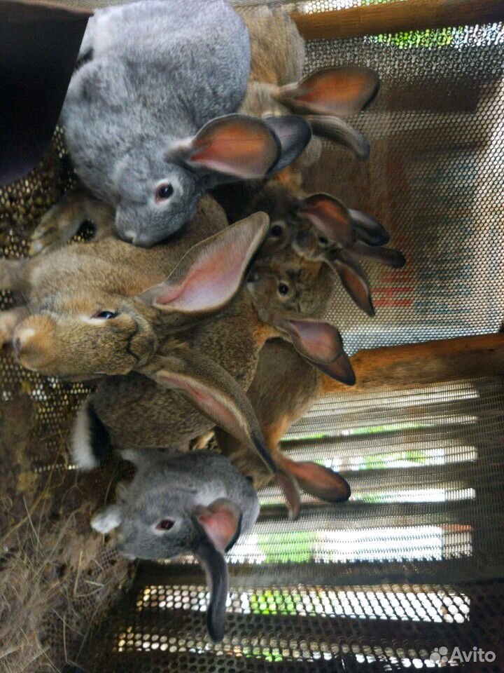 Кролики на племя (молодняк) купить на Зозу.ру - фотография № 3