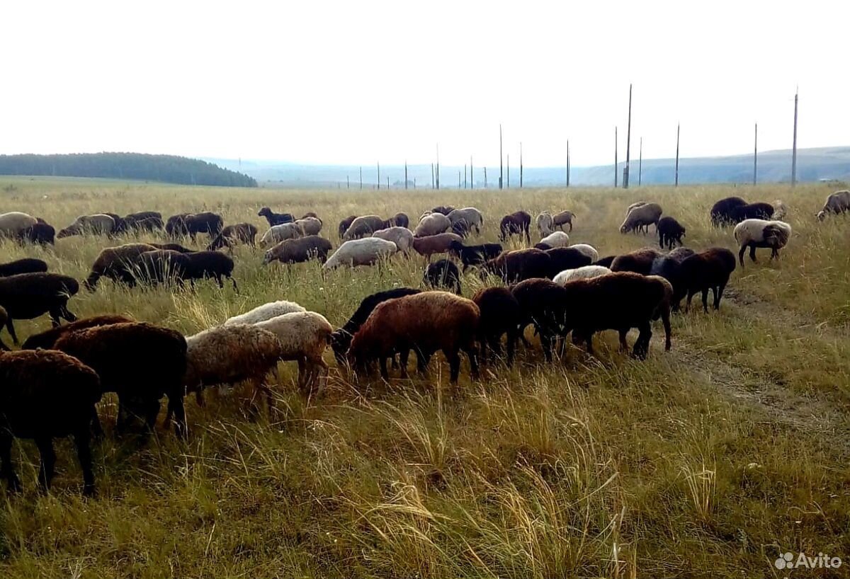Овцы бараны на Курбан Байрам купить на Зозу.ру - фотография № 3