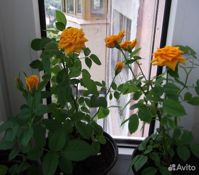 Продам комнатные розы купить на Зозу.ру - фотография № 5