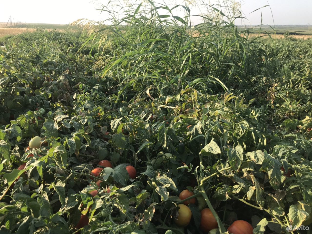 Круглые помидоры сорт «лоджейн» Оптом купить на Зозу.ру - фотография № 6