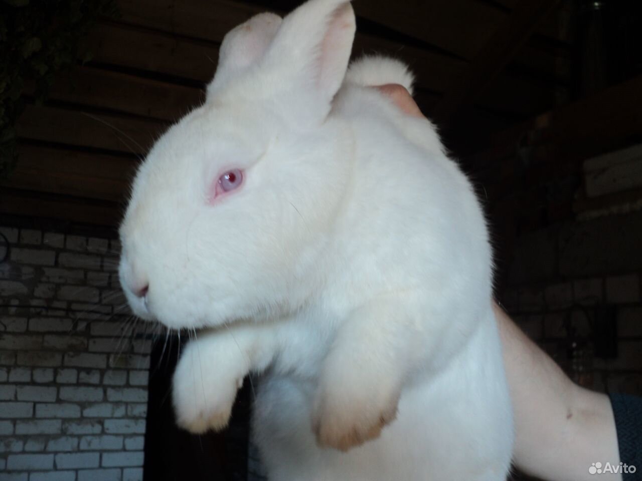 Кролик белый великан купить на Зозу.ру - фотография № 1