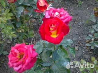 Продаю розу купить на Зозу.ру - фотография № 4