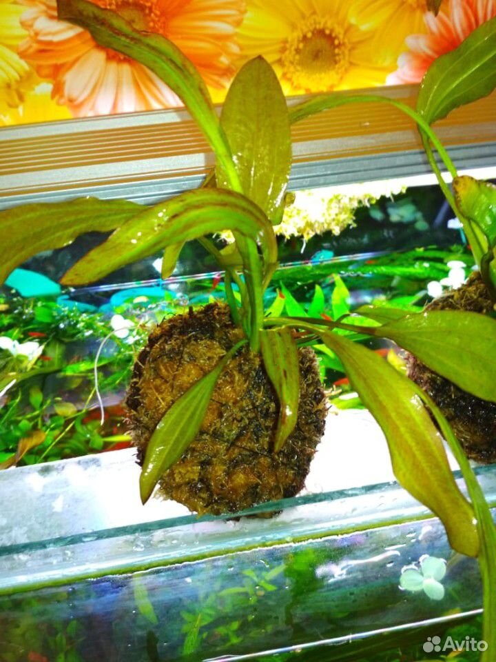 Аквариумное растение Эхинодорус купить на Зозу.ру - фотография № 1
