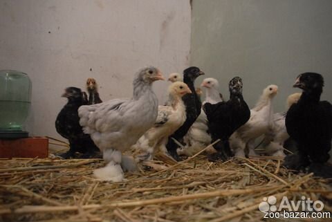 Цыплята суточные и яйца породистых кур купить на Зозу.ру - фотография № 1