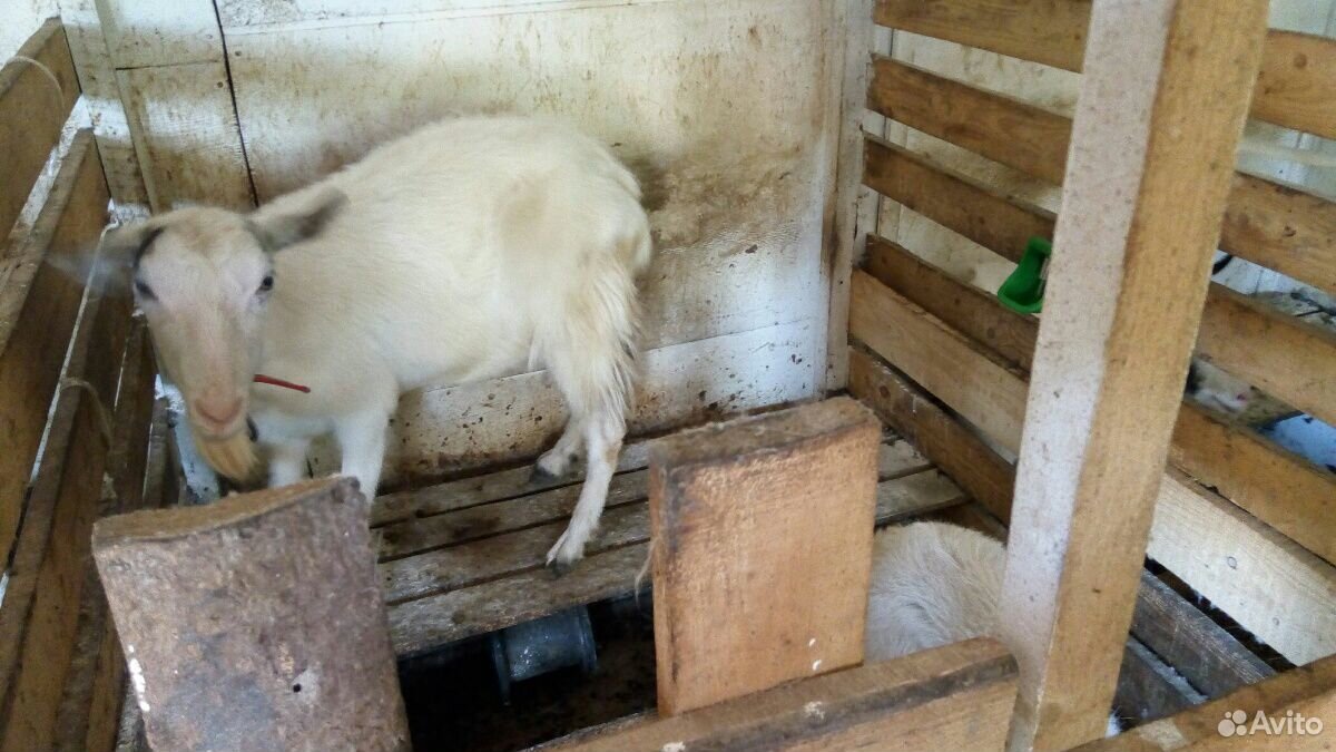 Молочные козы купить на Зозу.ру - фотография № 4