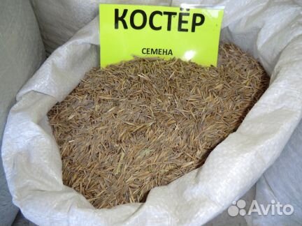 Семена Кострец б/о сорт Сибниисхоз 200 100 тон купить на Зозу.ру - фотография № 1