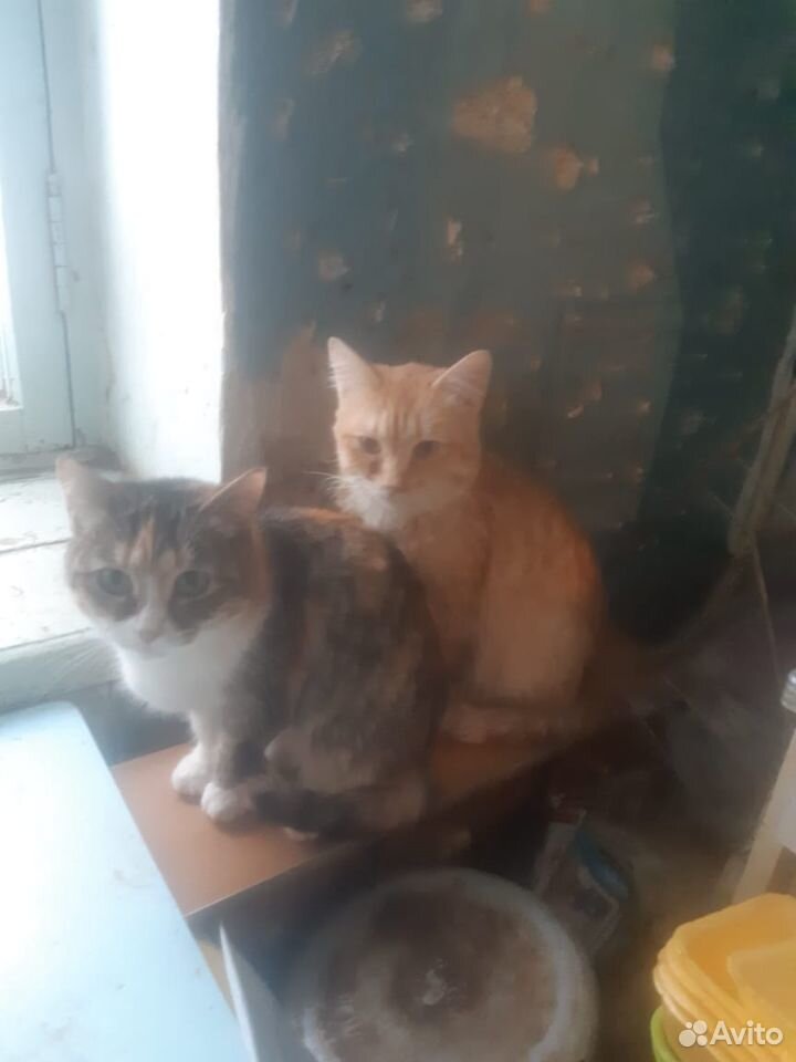 Бабушкины кошки купить на Зозу.ру - фотография № 2