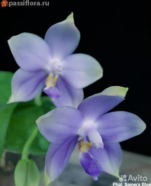 P. Samera blue (Bellina x P. violacea ) купить на Зозу.ру - фотография № 1