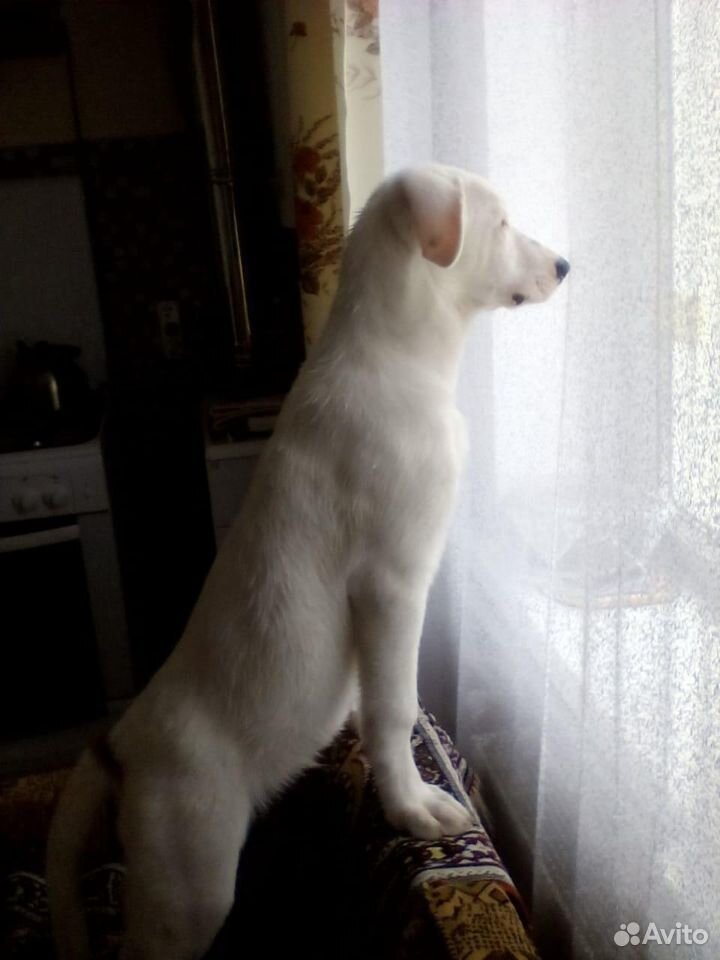 Белый щенок в добрые руки купить на Зозу.ру - фотография № 5