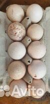 Петухи и инкубационные яйца купить на Зозу.ру - фотография № 5