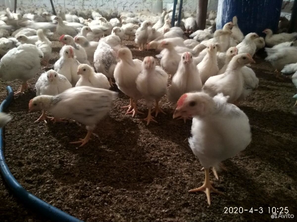 Цыплята Серебрянки 40 дн купить на Зозу.ру - фотография № 2