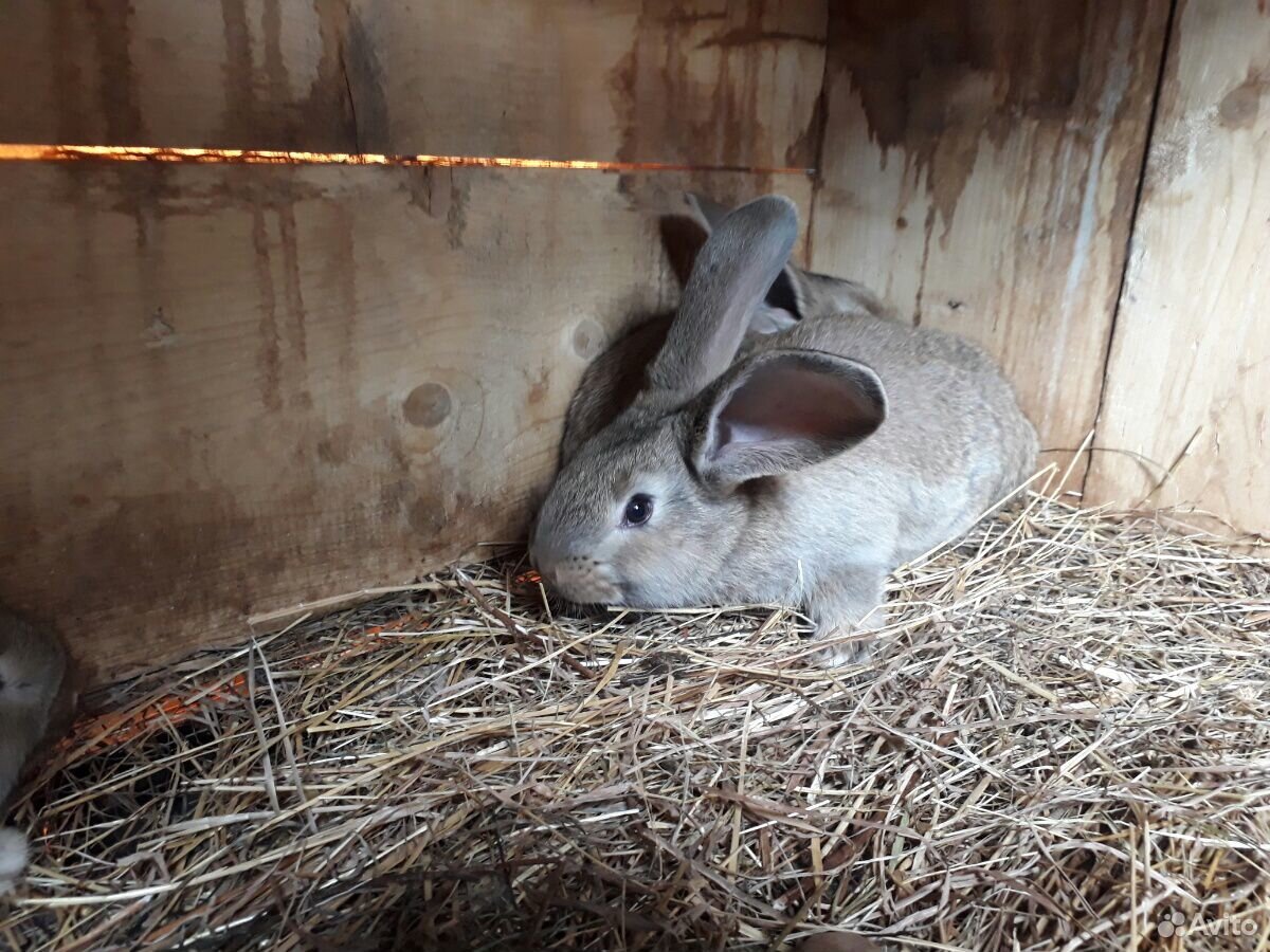 Купить Кроликов В Калужской Области Для Разведения