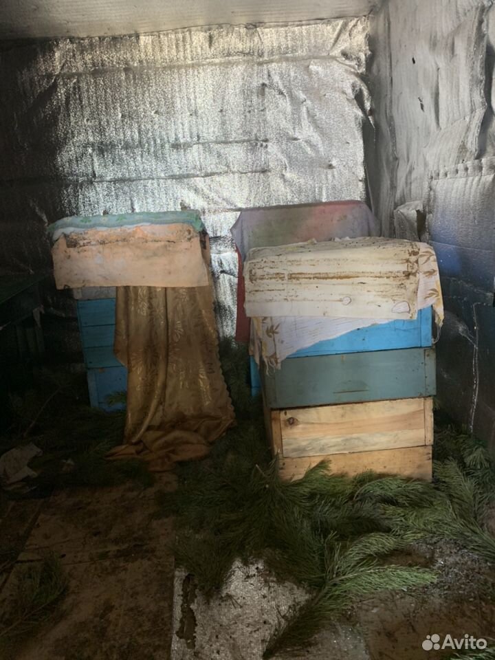 Комплект улья и пчелы купить на Зозу.ру - фотография № 1
