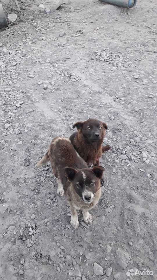Пристраиваются два щенка собака привела на рабочее купить на Зозу.ру - фотография № 5