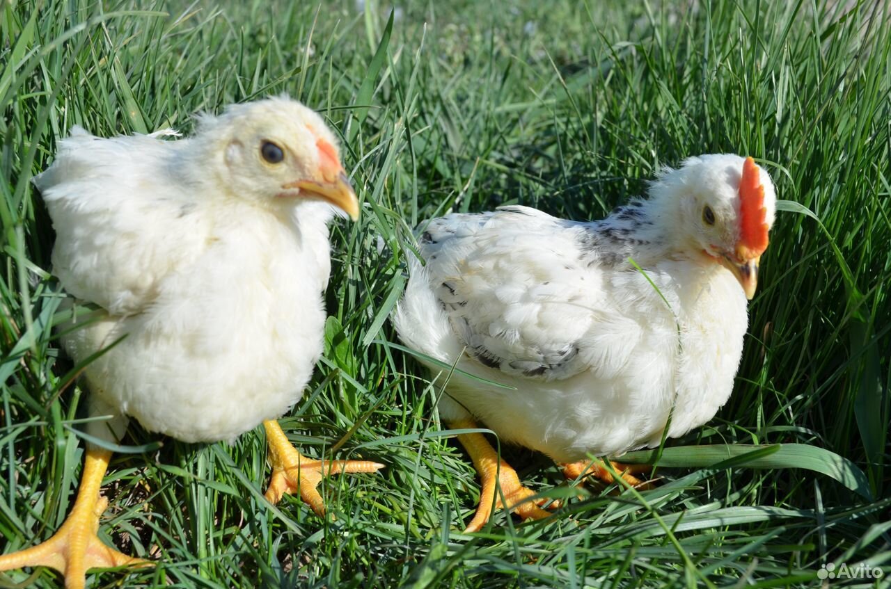 Цыплята, гусята купить на Зозу.ру - фотография № 7
