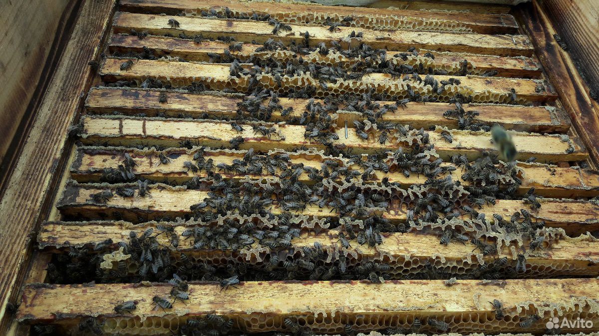 Продам пчёл купить на Зозу.ру - фотография № 6