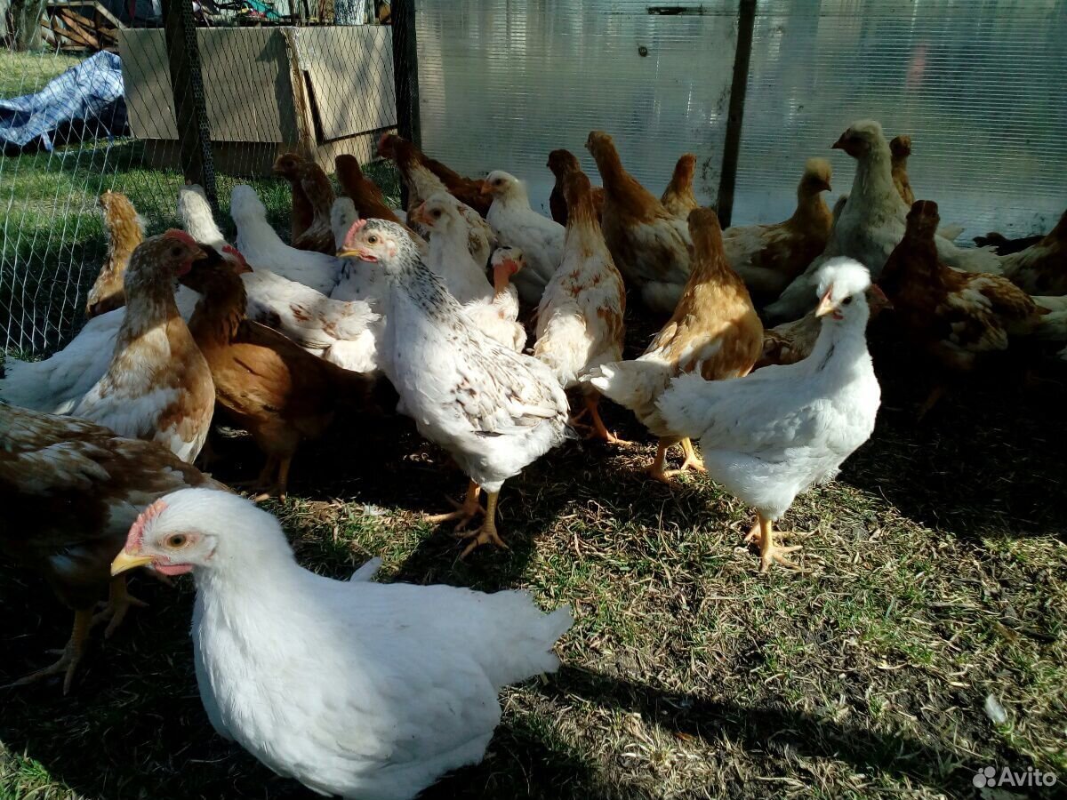 Цыплята от кур-несушек, подрощеные купить на Зозу.ру - фотография № 3