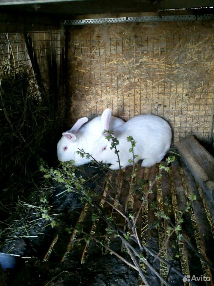 Кролик белый паннон купить на Зозу.ру - фотография № 1
