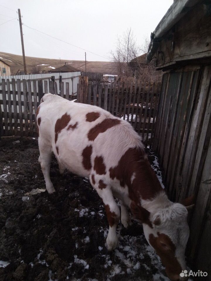 Телка от высокоудойной коровы купить на Зозу.ру - фотография № 2