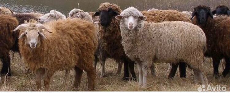 Продаю 8 овец 4 годовалые,4 двухгодовалые купить на Зозу.ру - фотография № 1