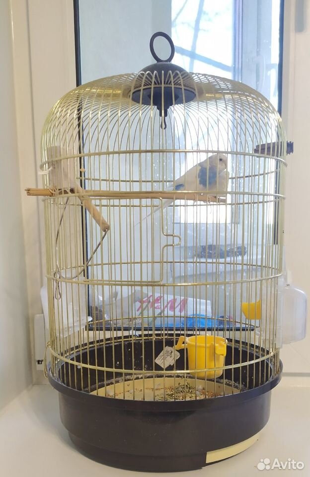 Продам попугая в большой красивой клетке купить на Зозу.ру - фотография № 2