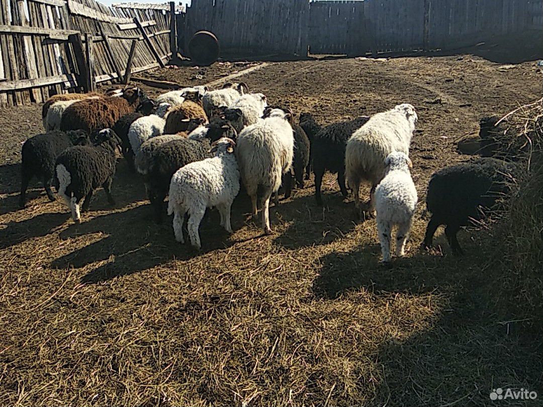 Овцы с ягненок купить на Зозу.ру - фотография № 1