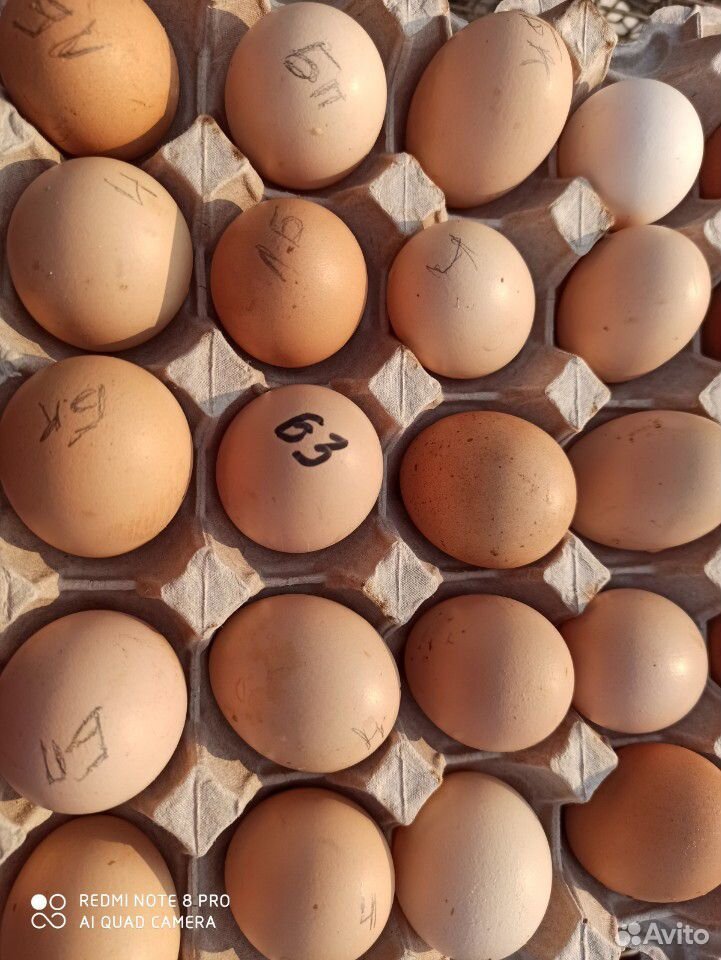 Яйцо на инкубацию купить на Зозу.ру - фотография № 3