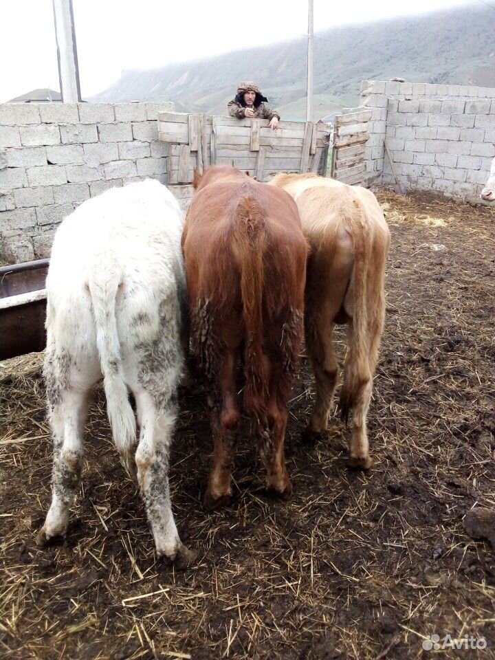 Бычки,корова,тёлки купить на Зозу.ру - фотография № 2