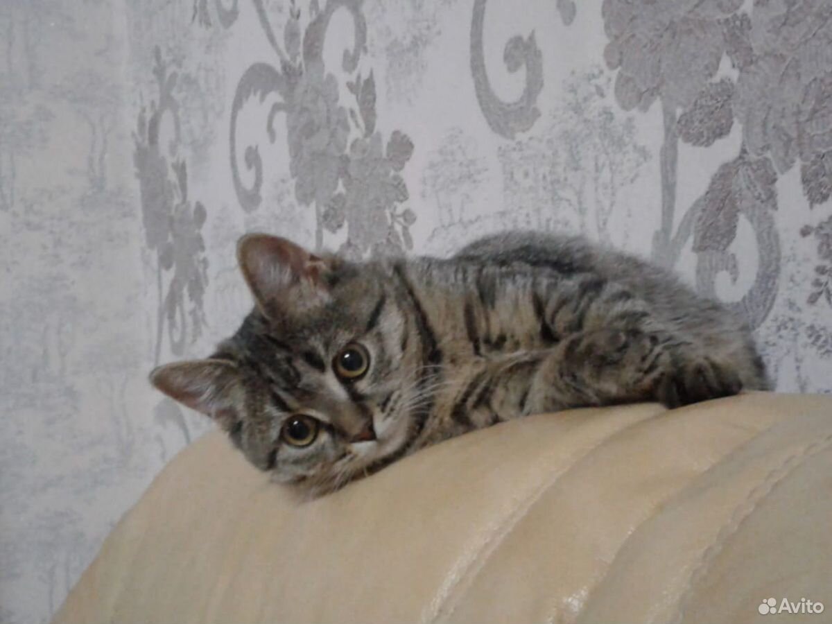 Кот британец купить на Зозу.ру - фотография № 1