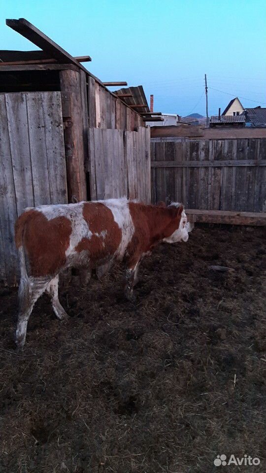 Корова Корова с теленком полгода тёлочка ещё три к купить на Зозу.ру - фотография № 8